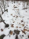 trail, March 1, melting snow allows leaves to show back up.JPG