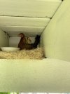 IMG_4805.jpeg