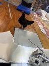 IMG_4255.jpeg