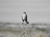 Northern Mockingbird grumpy May 2017 AI.jpg