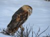 Barn Owl Feb 2017 AI.jpg