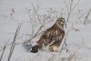 Rough Legged Hawk Juvenile Feb 2017 AI.jpg