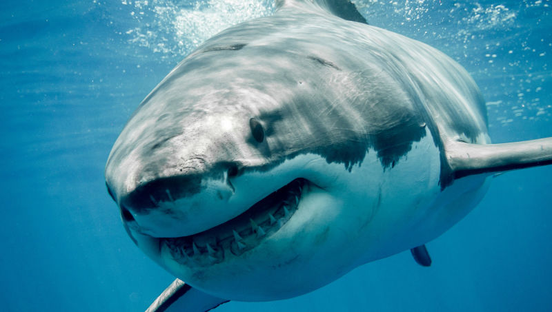 How much risk can you handle: On sharks and skiing.